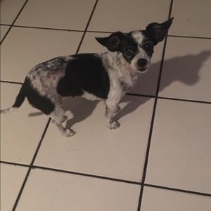 Meet your Posher, Daisy